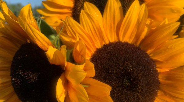 sunflower-pic