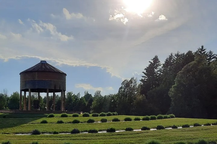 Sunny field with trees, silo, and rows of small shrubs under a bright sky.