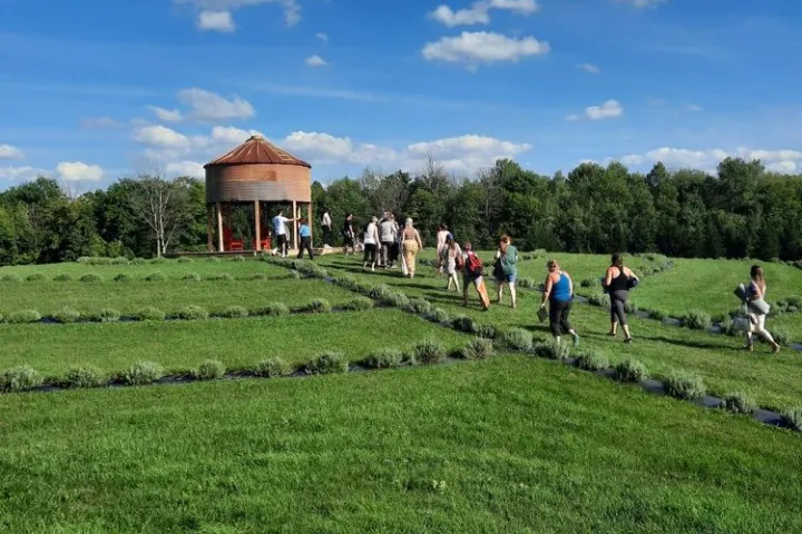 Group walking towards a gazebo on a green hill under a blue sky with clouds.