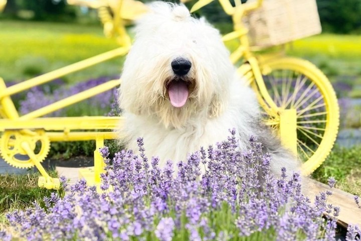 Fluffy white dog with tongue out, sitting by yellow bike in purple flower field.