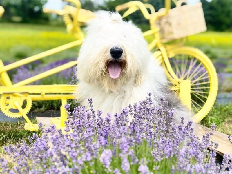 Fluffy white dog with tongue out, sitting by yellow bike in purple flower field.