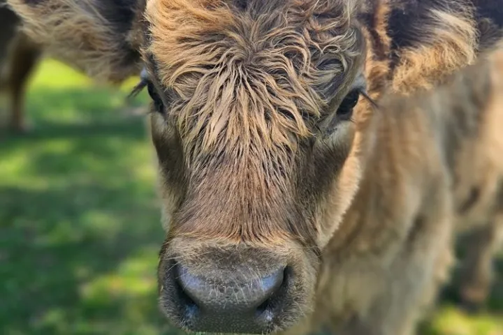 Close-up of a fluffy brown calf on a grassy field with a blue sky.