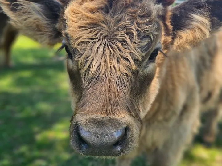 Close-up of a fluffy brown calf on a grassy field with a blue sky.