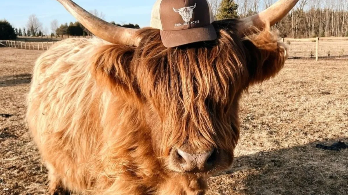 Highland cow with long horns wearing a brown cap in a field.