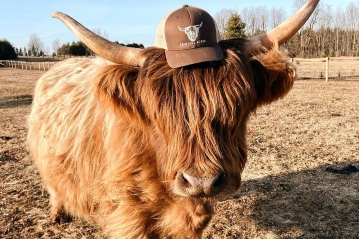 Highland cow with long horns wearing a brown cap in a field.