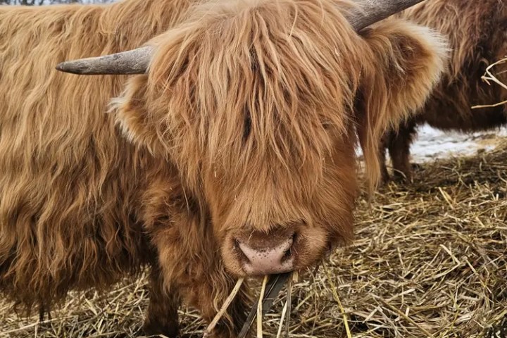 Highland cow chewing hay with long shaggy hair and curved horns in a field.