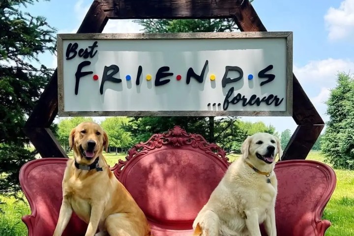 Two dogs on a red sofa with a 'Best Friends Forever' sign in a sunny park.