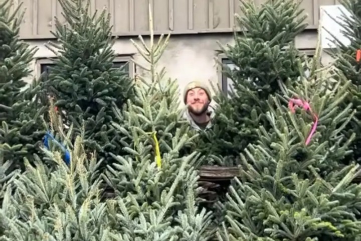 Person peeks between Christmas trees in front of wooden building with two windows.