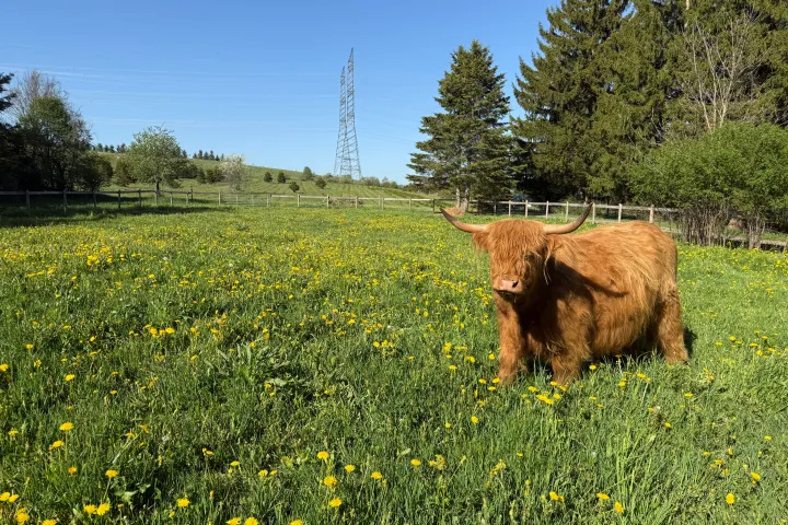 Highland cow in a field with yellow flowers and trees in the background.