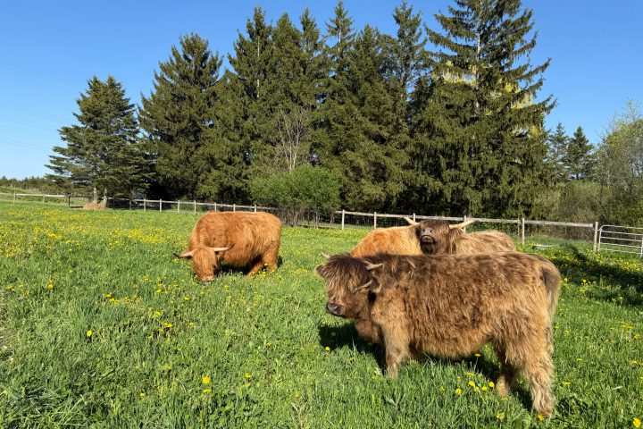 Four Highland cows graze in a green field with yellow flowers and trees in the background.
