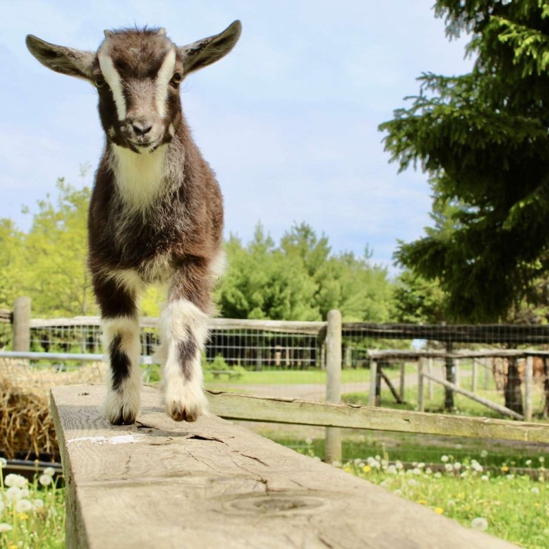 A young goat standing on a wooden plank in a sunny farmyard.
