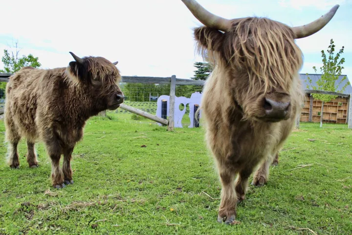 Two shaggy highland cows in a grassy field with a wooden fence in the background.