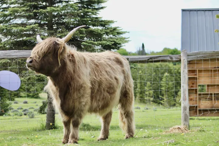 Highland cow with long hair standing in a fenced grassy area.