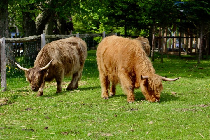 Two Highland cows grazing on grass in a fenced area with trees.