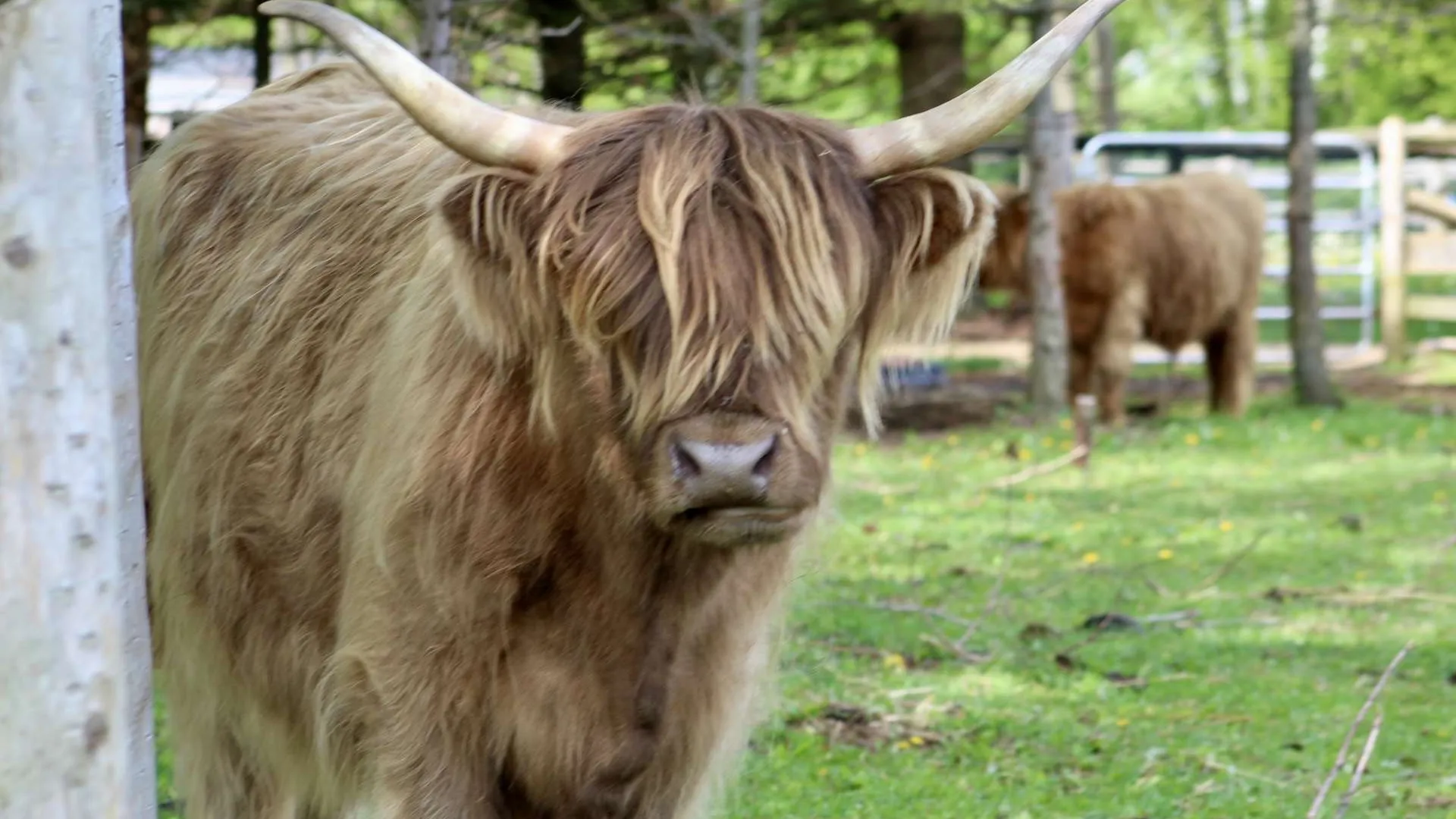 Highland cow with long horns and shaggy coat in a grassy, wooded area.