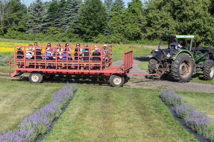 Tractor pulling a red wagon with seated people through a farm with trees and lavender fields.