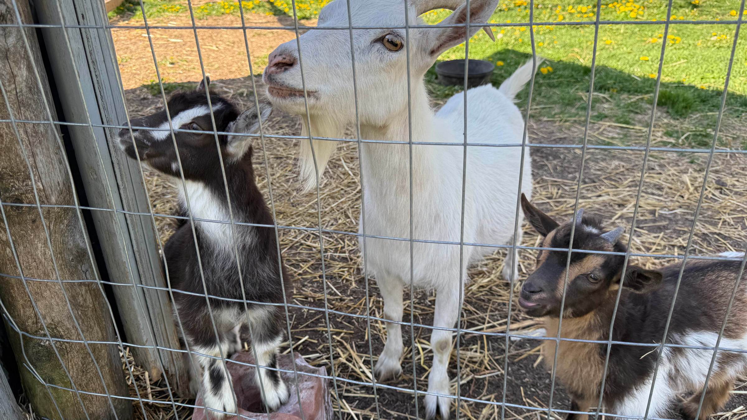 Three goats behind a wire fence, one white and two brown, standing in a grassy area.