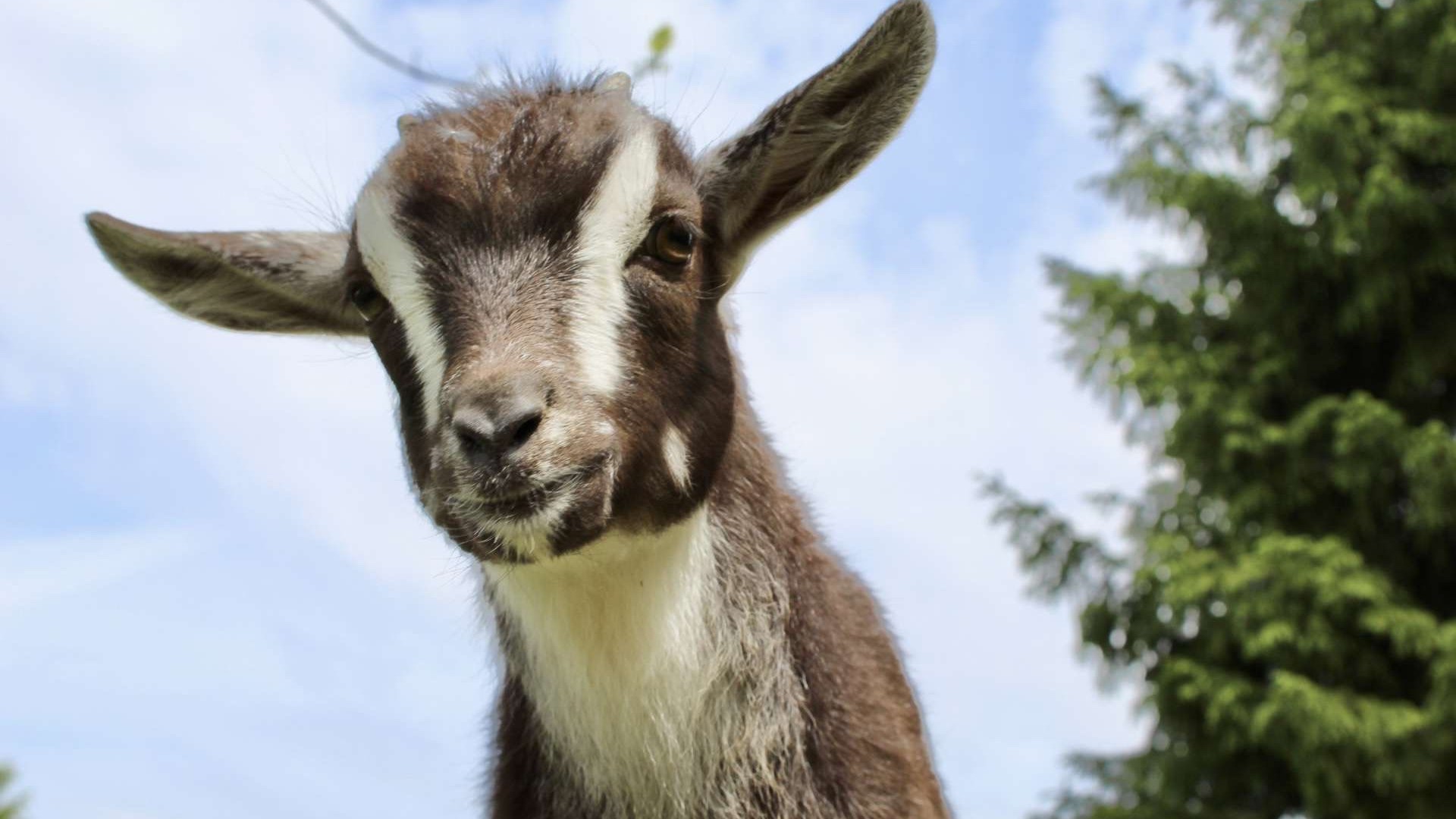 Close-up of a goat with sky and tree background.