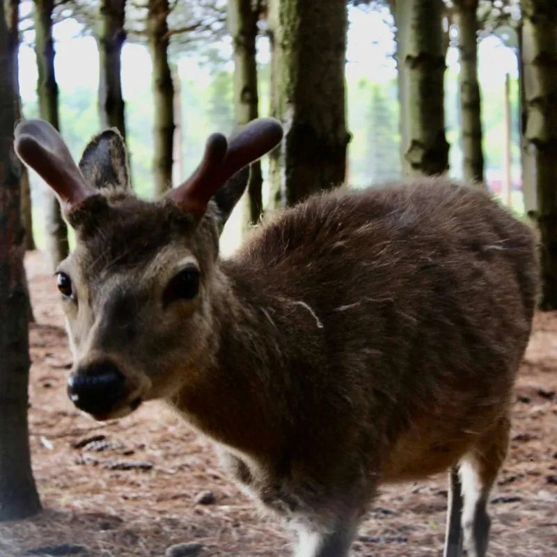 A deer with antlers standing among trees in a forest.