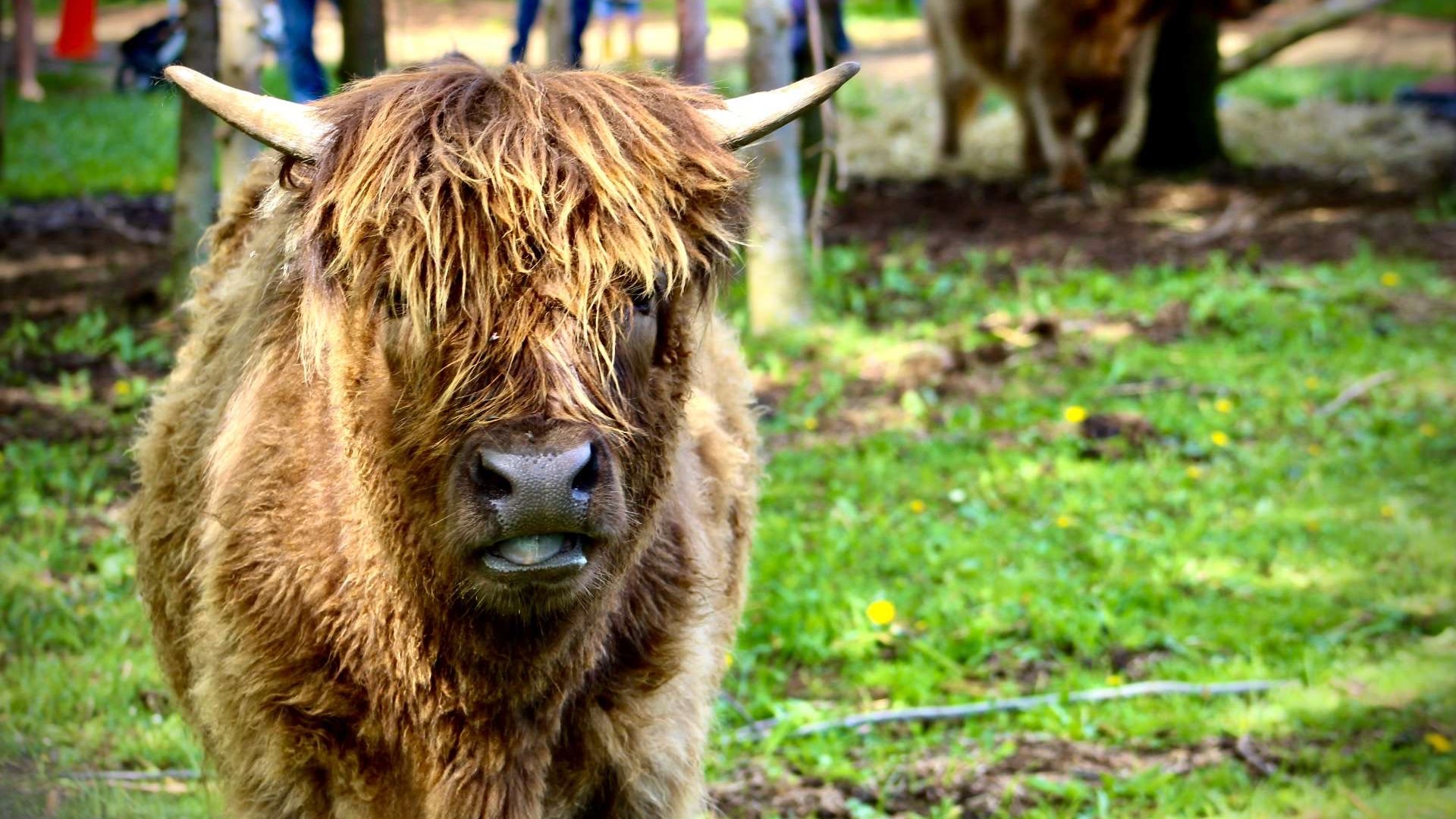 Shaggy brown Highland cow standing in a grassy field with trees in the background.