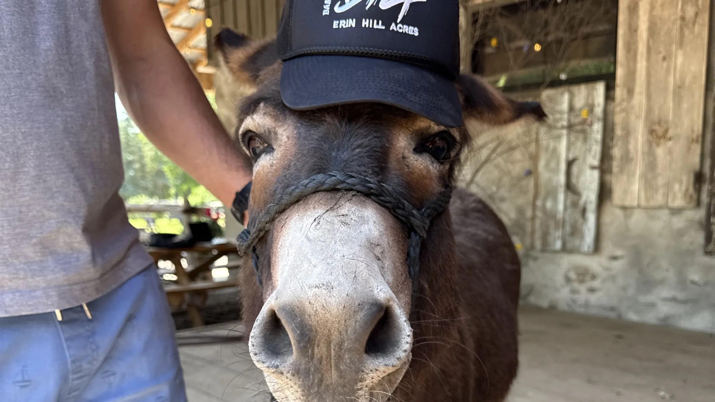 Donkey wearing a black cap held by a person, standing on a wooden deck.