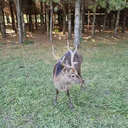 A deer with antlers stands on grass in a forested area with pine trees.