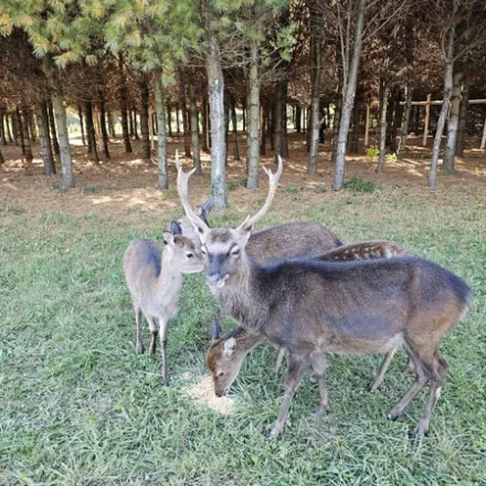 Group of four deer grazing on grass in a wooded area.