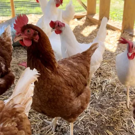 Brown and white chickens in a sunny coop with straw on the ground.