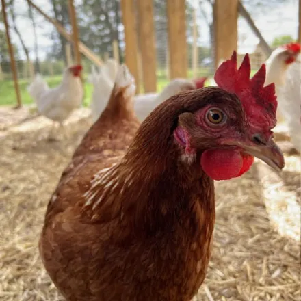 Close-up of a brown chicken in a coop with white chickens in the background.