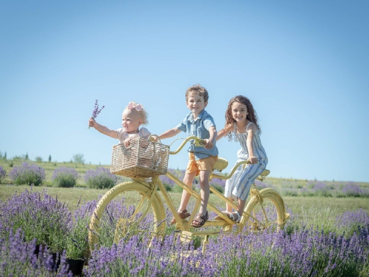 Three children sitting on a yellow tandem bike in a lavender field under a clear blue sky.