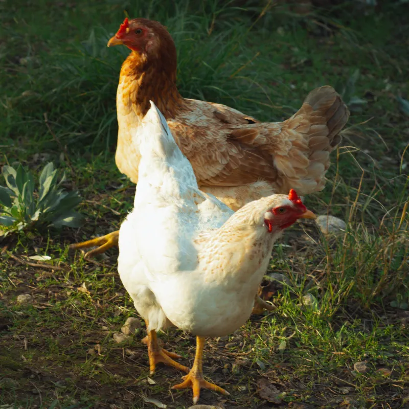 Two chickens, one brown and one white, standing on grassy ground near a tree.