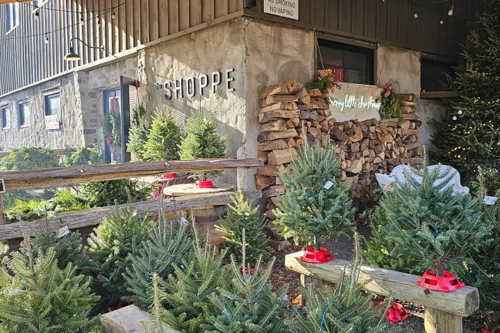 Outdoor Christmas tree shop with small trees and wood logs piled against a rustic building.