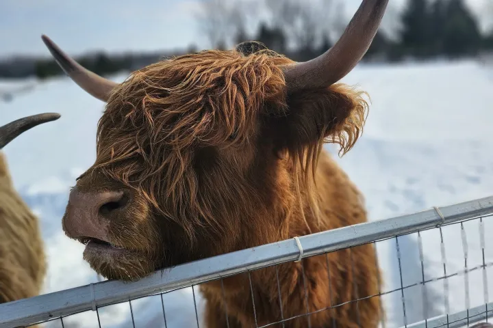 Highland cow with long horns behind a metal fence in a snowy field.