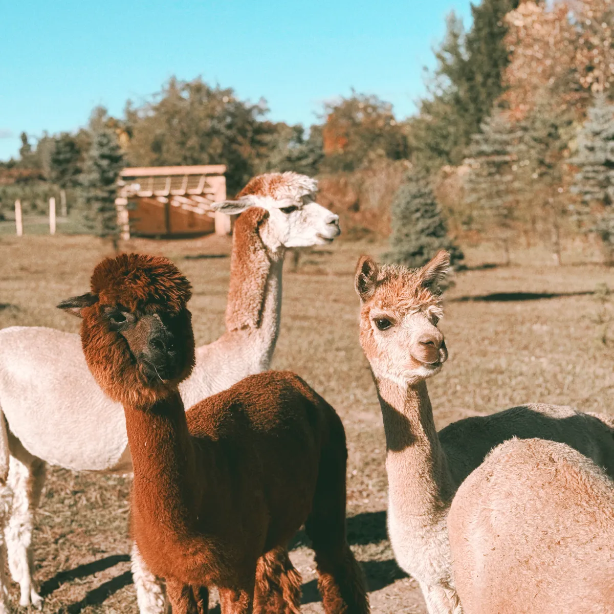 Three alpacas standing in a field with trees and a clear blue sky.