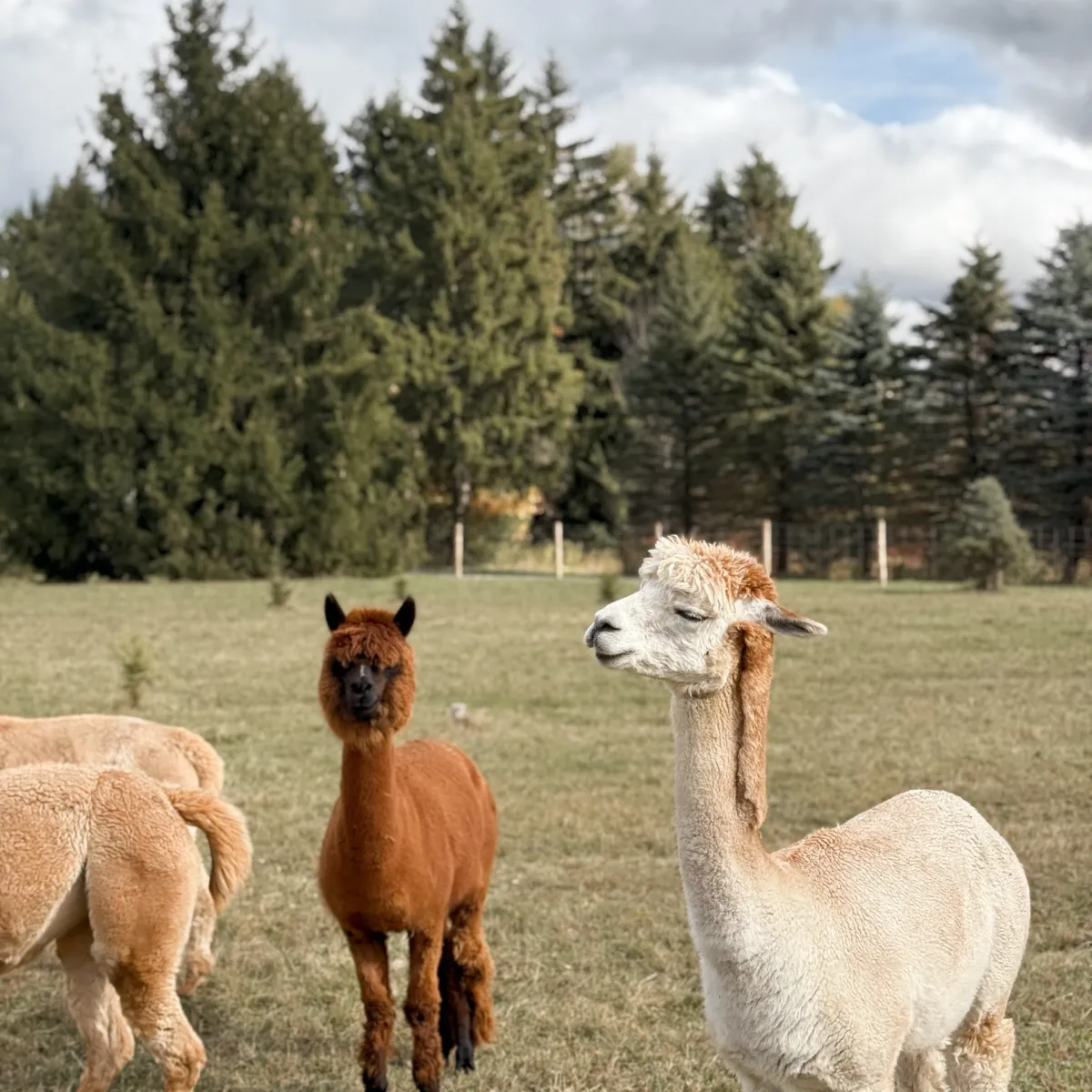 Alpacas standing on grass with trees and cloudy sky in background.