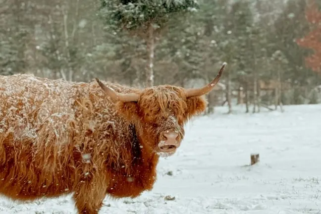 A Highland cow with snowy fur stands in a snow-covered field with trees in the background.