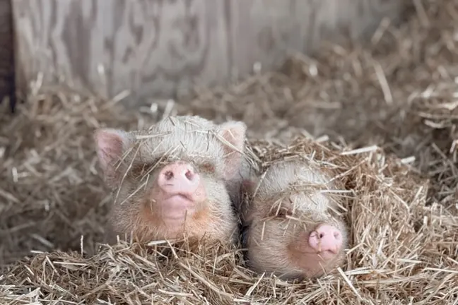 Two pigs partially covered in straw, lying side by side in a pen.