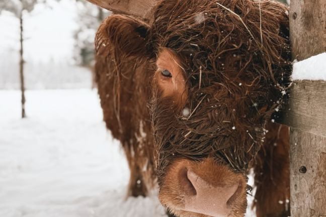Highland cow with long horns and snowy fur standing near a wooden fence in a snowy landscape.
