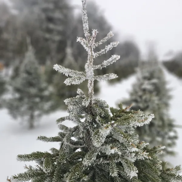 Snow-covered evergreen trees in a wintry landscape.