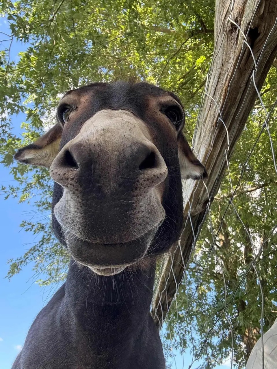 Close-up of a donkey's face looking through a fence with trees and blue sky in the background.