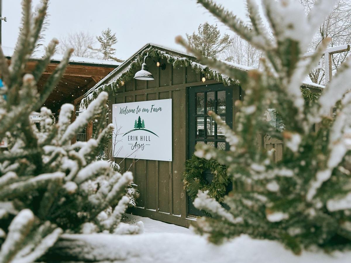 Snow-covered trees and a wooden shed with a sign on a winter day.
