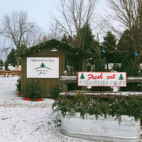 Christmas tree farm with snow, a wooden cabin, and Fresh Cut Christmas Trees sign.