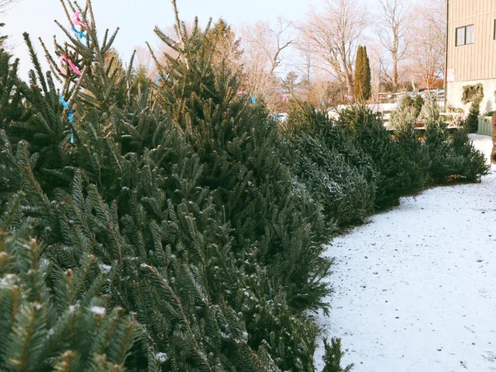 Rows of pine trees on a snowy ground near a building.