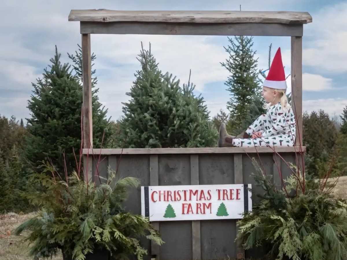 Child in elf hat sitting at Christmas Tree Farm stand with trees in background.