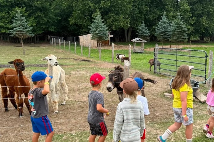 Children walking near alpacas and a donkey in a fenced area with trees.