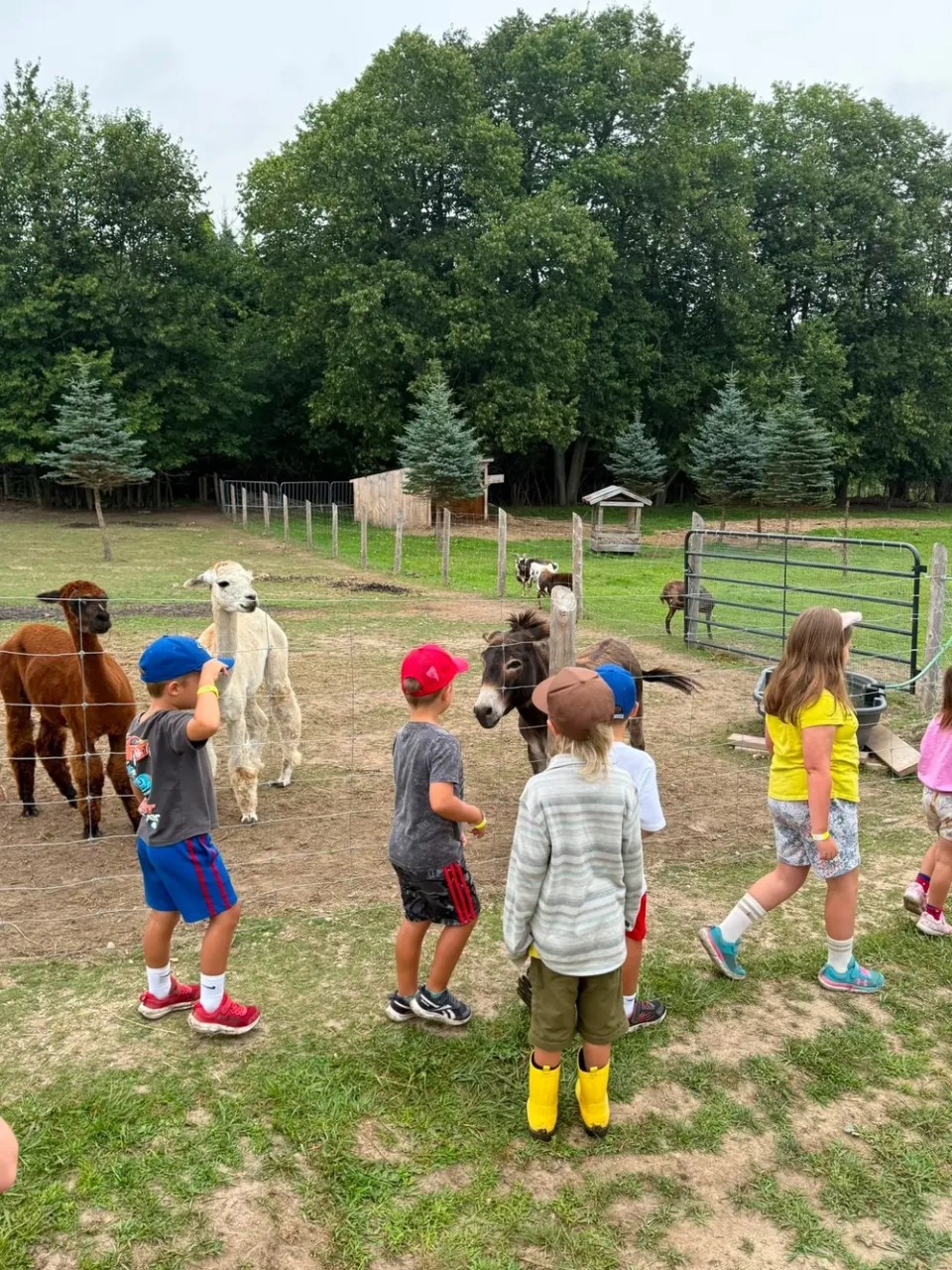 Children walking near alpacas and a donkey in a fenced area with trees.